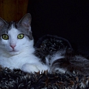 Flynn