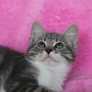 Louis